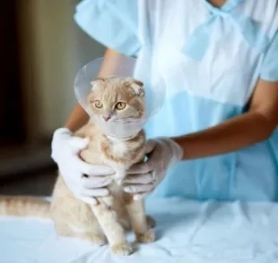 Castração de gato macho e fêmea: saiba todos os cuidados que o felino precisa ter antes da cirurgia