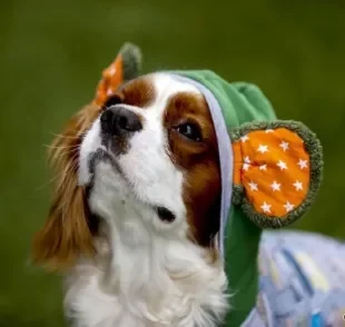 Saiba tudo sobre raça de cachorro Cavalier King Charles Spaniel, só tome cuidado para não se apaixonar! 