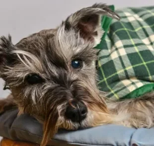 No inverno, tome cuidado para não deixar seu cachorro com frio