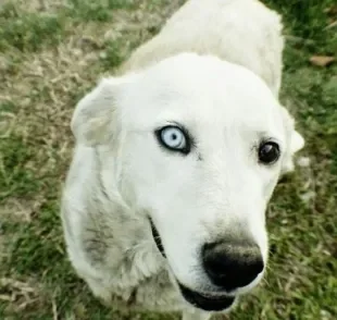 Saiba todos os cuidados que um cachorro cego precisa