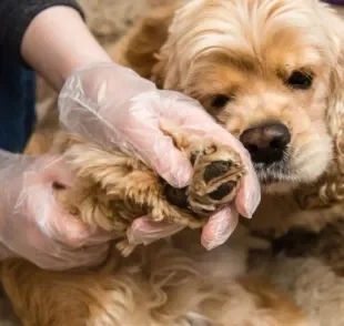 Saiba tudo sobre o bicho de pé de cachorro