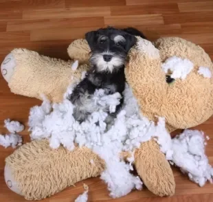 O cachorro destruidor pode ser ensinado a cuidar melhor dos brinquedos