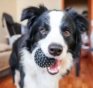 Brinquedos para cachorros destruidores: conheça algumas opções para distrair cães muito agitados