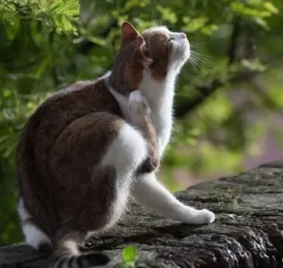 O carrapato em gato geralmente provoca muita coceira e incômodo no animal