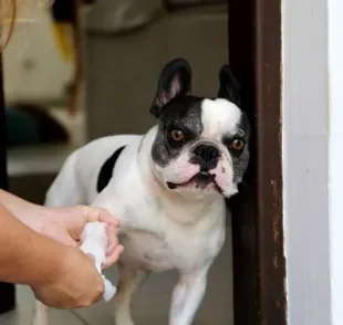 Você limpa as patas do cachorro depois do passeio? O hábito é importante na rotina dos cães