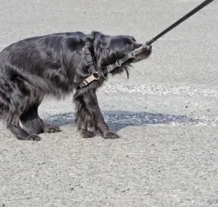 Cachorro medroso: entenda o que fazer na hora dos passeios