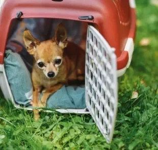 Quer viajar de ônibus com cachorro? Veja algumas dicas importantes para nada dar errado! 