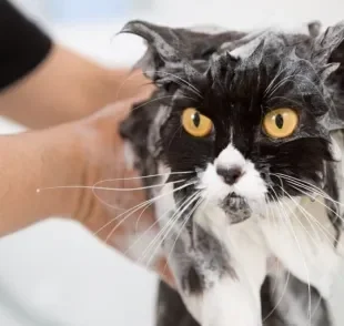 O shampoo para gatos precisa ser recomendado por um veterinário. Saiba mais!