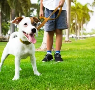 É muito mais fácil educar cachorro quando ele ainda é filhote