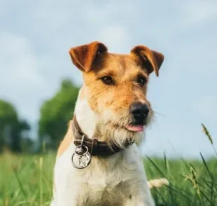 O Fox Terrier é um cãozinho que tem tudo para fazer você se apaixonar!