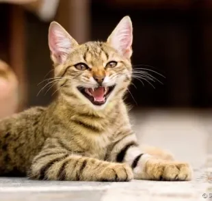 Conheça os diferentes tipos de miado de gato! 