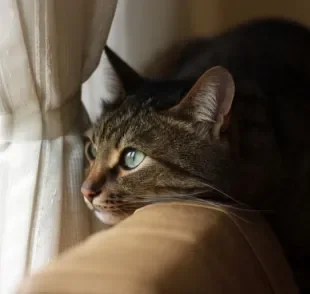 Depressão em gatos: descubra como a doença se manifesta no universo felino