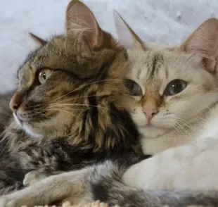 Gatos muito apegados um ao outro podem ficar extremamente tristes no caso de separação ou morte