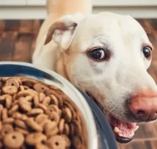 Tem um cachorro desesperado para comer? Isso pode ser um sinal de compulsão alimentar