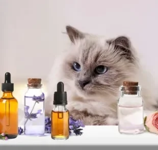 O olfato de gato é bem sensível e é importante ter muita atenção com a escolha da fragrância do perfume