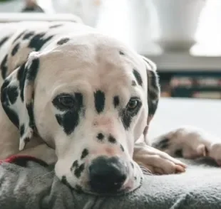 O vômito de cachorro pode ser causado por diferentes razões