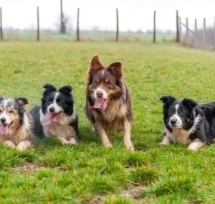 Border Collie: cores da pelagem podem ter diversas variações