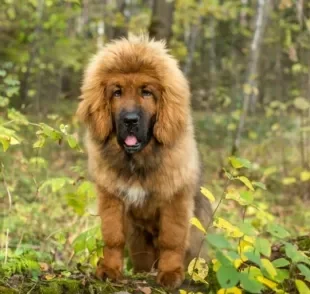 Algumas raças de cachorro são extremamente raras no mundo todo. Conheça algumas delas!