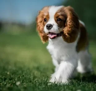 Conhaça 5 raças de cachorro pequeno que são exemplos de doçura e carinho