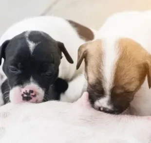 Amamentando filhotes de cachorro: veja algumas curiosidades sobre a alimentação canina nos primeiros meses