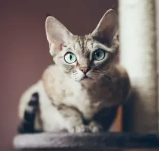 Conheça o Devon Rex e se prepare para ficar apaixonado pela raça de gato