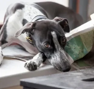 Jornal para cachorro: vale a pena usar?