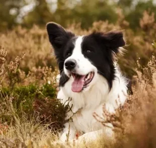 O cachorro Border Collie é um ótimo companheiro e super inteligente