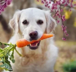 É importante saber os legumes que cachorro não pode comer para evitar problemas