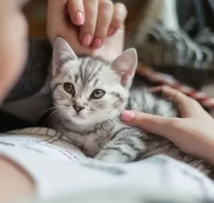 O amor de gato é capaz de mudar a nossa vida. Veja alguns motivos para ter um gatinho do seu lado!