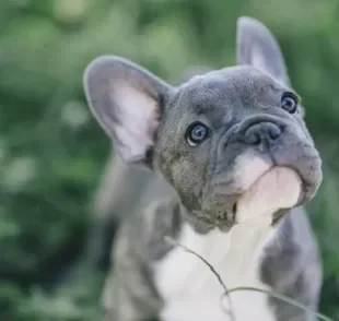 Alguns cãezinhos adoram estar perto de humanos para interagir e brincar