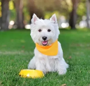 Bandana em cachorro: saiba tudo sobre esse acessório que deixa os pets super estilosos