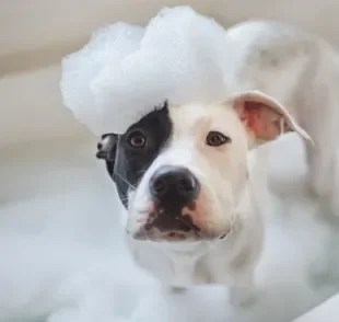 O banho de cachorro é um momento super importante na rotina de cuidados com um pet