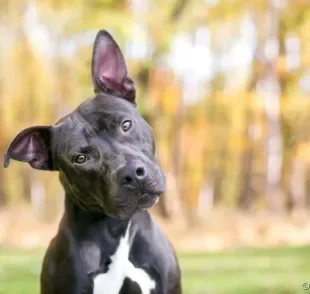 Uma grande dúvida é se os cachorros entendem o que a gente fala. Chegou a hora de descobrir a resposta!