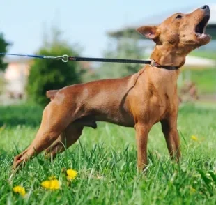 O cachorro latindo está se comunicando com você. Saiba o que ele quer dizer!