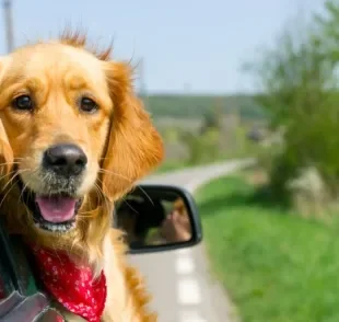 O cachorro no carro adora ficar na janela para sentir diferentes tipos de cheiros