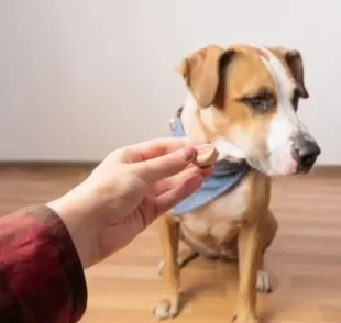 Seu cachorro não quer comer? Saiba que problemas de saúde podem estar causando isso