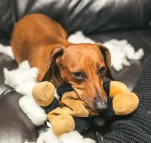 Você tem um cachorro bagunceiro de pequeno porte? Veja algumas dicas para lidar com isso!