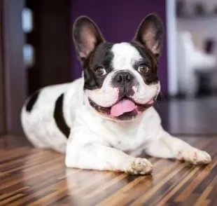 A hiperqueratose canina - ou calo no cotovelo do cachorro - é um problema comum. Saiba mais 