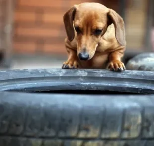 A cama de pneu para cachorro é uma opção sustentável e confortável