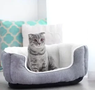 Existem muitos modelos de camas para gato. Descubra qual é a melhor para seu pet!