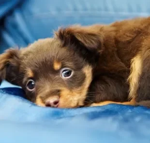 Saiba c omo fazer filhote de cachorro parar de chorar com algumas dicas! 