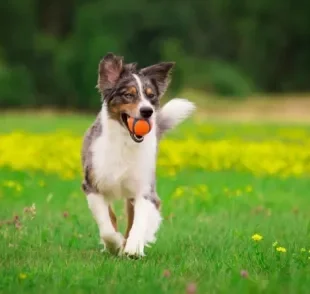 Na hora de escolher a bolinha para cachorro, você deve pensar em características do seu cão