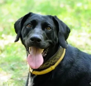 Pensou em comprar coleira antipulgas para cachorro? Saiba como ela funciona!