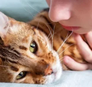 Entenda mais sobre os sintomas e tratamento da toxoplasmose em gatos