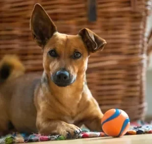 O enriquecimento ambiental para cães evita o tédio e destruição