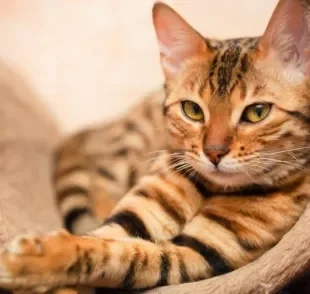 O gato Bengal tem um comportamento que une seu lado selvagem e doméstico. Saiba tudo sobre a personalidade da raça!