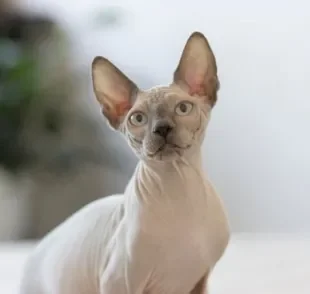 Sphynx: o gato sem pelo tem um jeitinho pra lá de especial. Saiba mais sobre a personalidade da raça