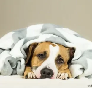 A giárdia canina pode ser grave se não for tratada a tempo