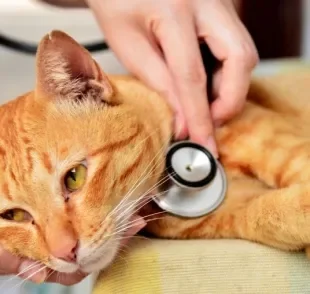 A idade do gato tem relação com as doenças que podem afetá-lo