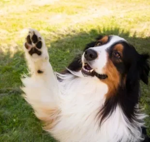 Praticamente todas as ações de um cachorro têm um significado por trás